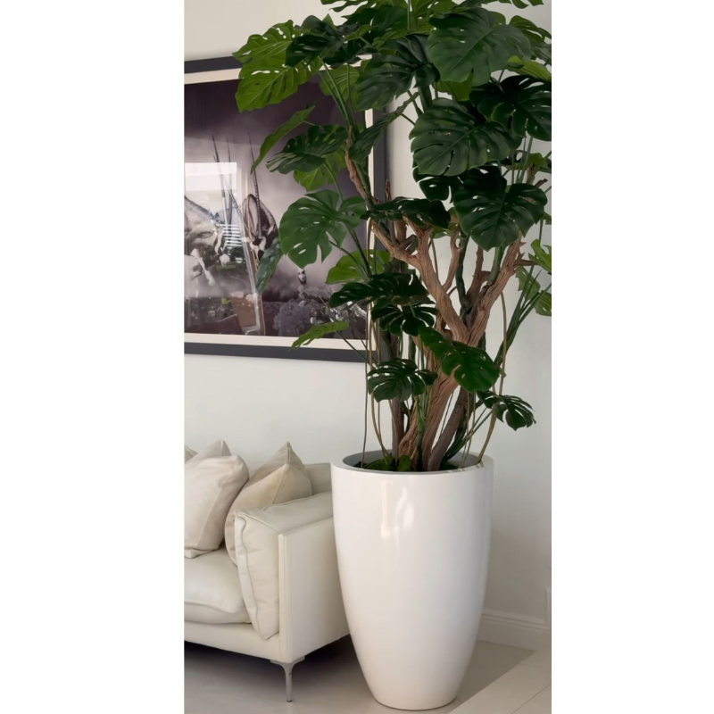 Adam's rib tree in bright white pot