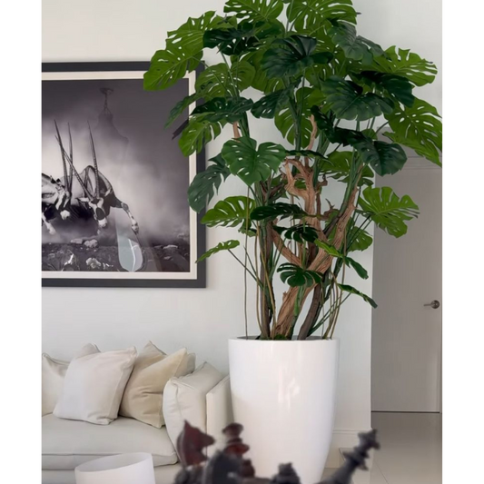 Adam's rib tree in bright white pot