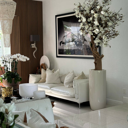 White magnolia tree in glossy beige St. Tropez pot