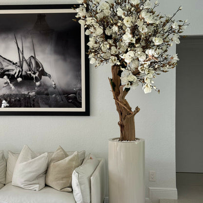White magnolia tree in glossy beige St. Tropez pot