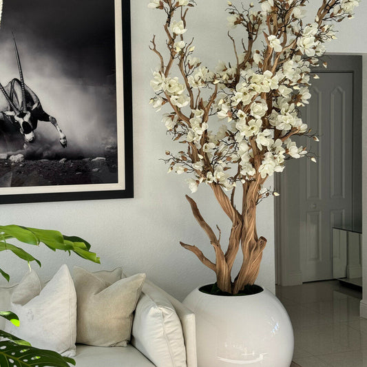 White magnolia tree in 76cm glossy white globe pot
