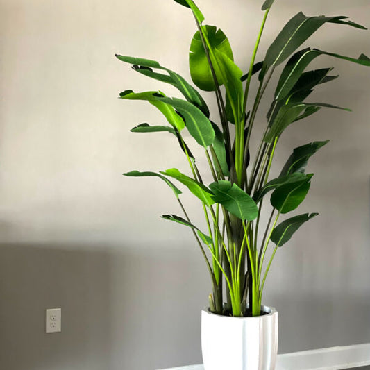 Alicante Planter in Glossy White with 9ft Bird of Paradise